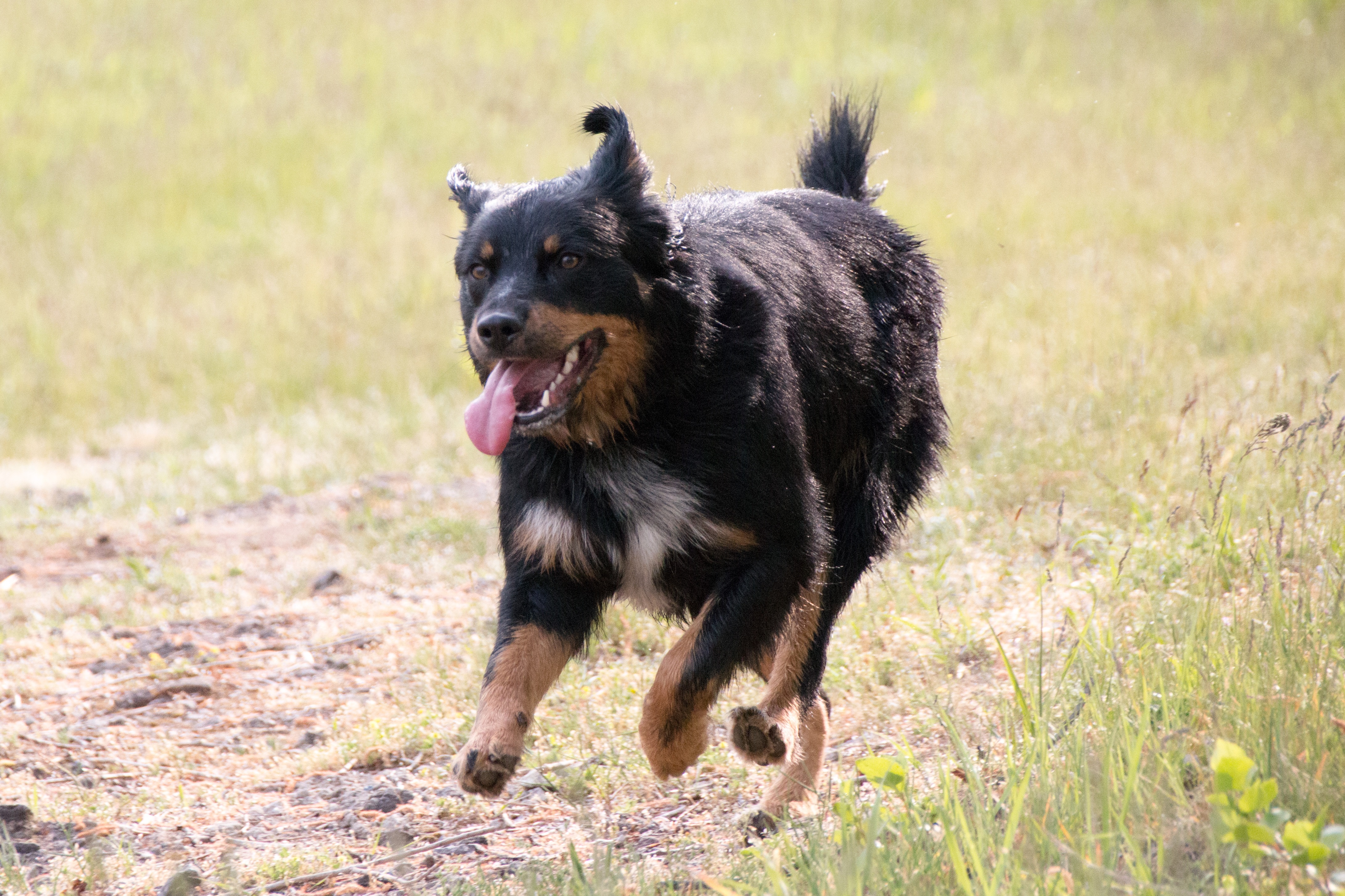 German Shepherd Rottweiler Mixed Dog Breed Pictures