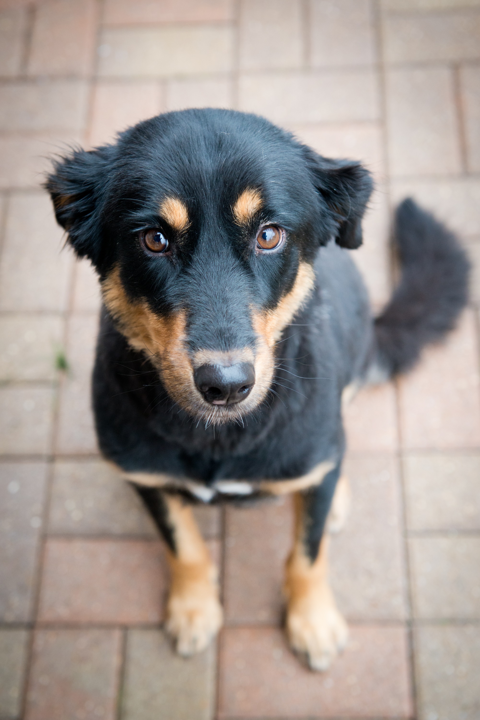 German Shepherd Rottweiler Mixed Dog Breed Pictures