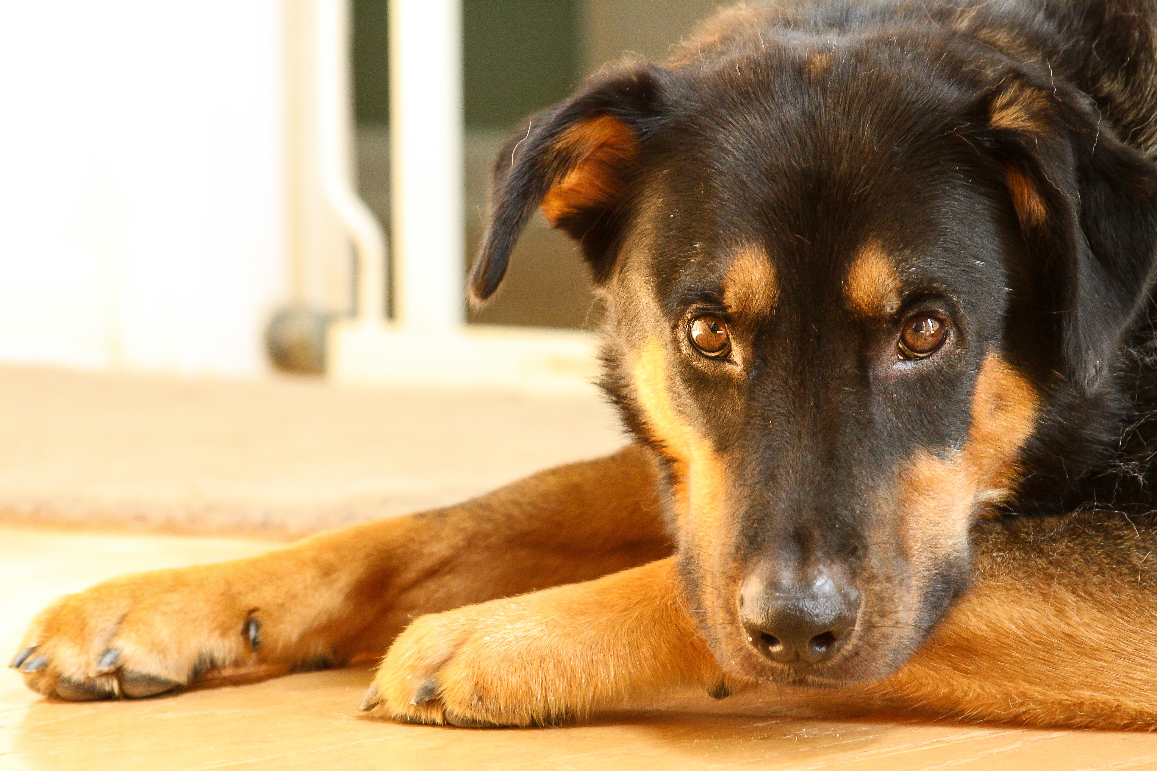 German Shepherd Rottweiler Mixed Dog Breed Pictures