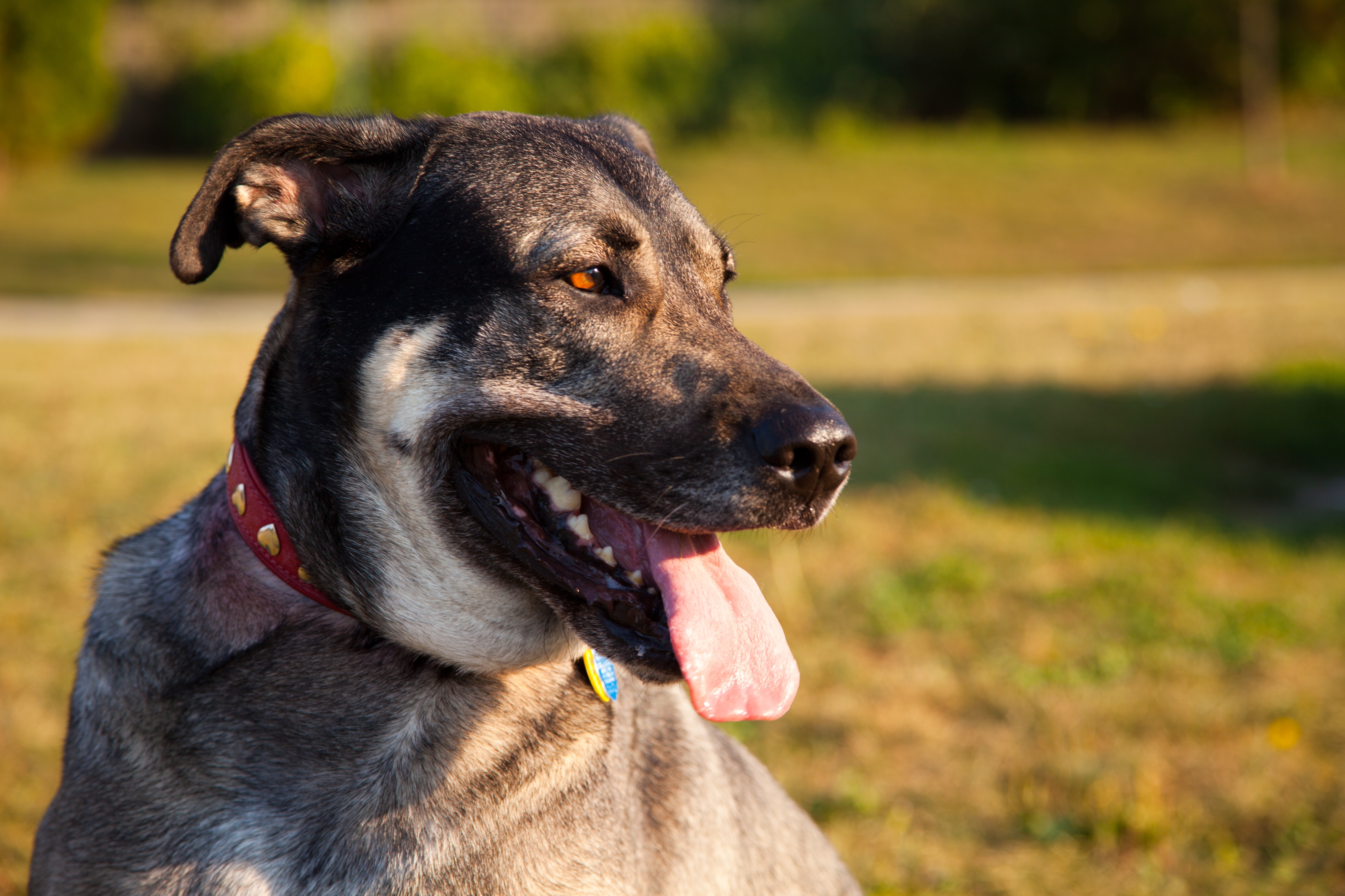 German Sheprador Mixed Dog Breed Pictures