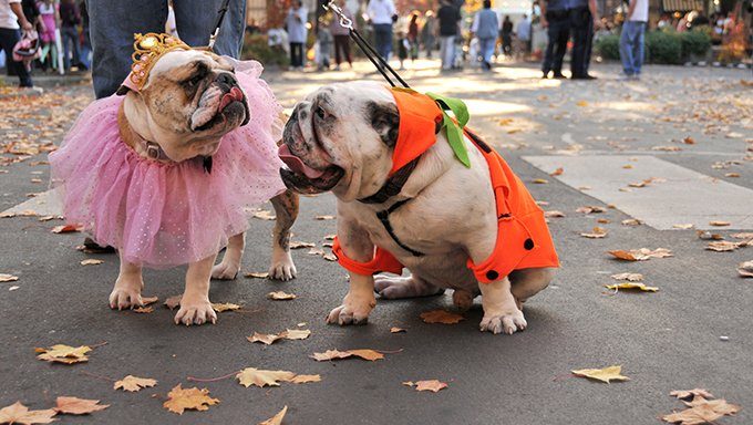 Paranormal Puppy Parade