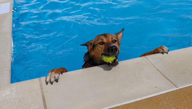 Pool Safety