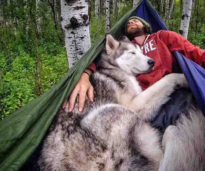 (Photo Credit: Instagram loki_the_wolfdog)