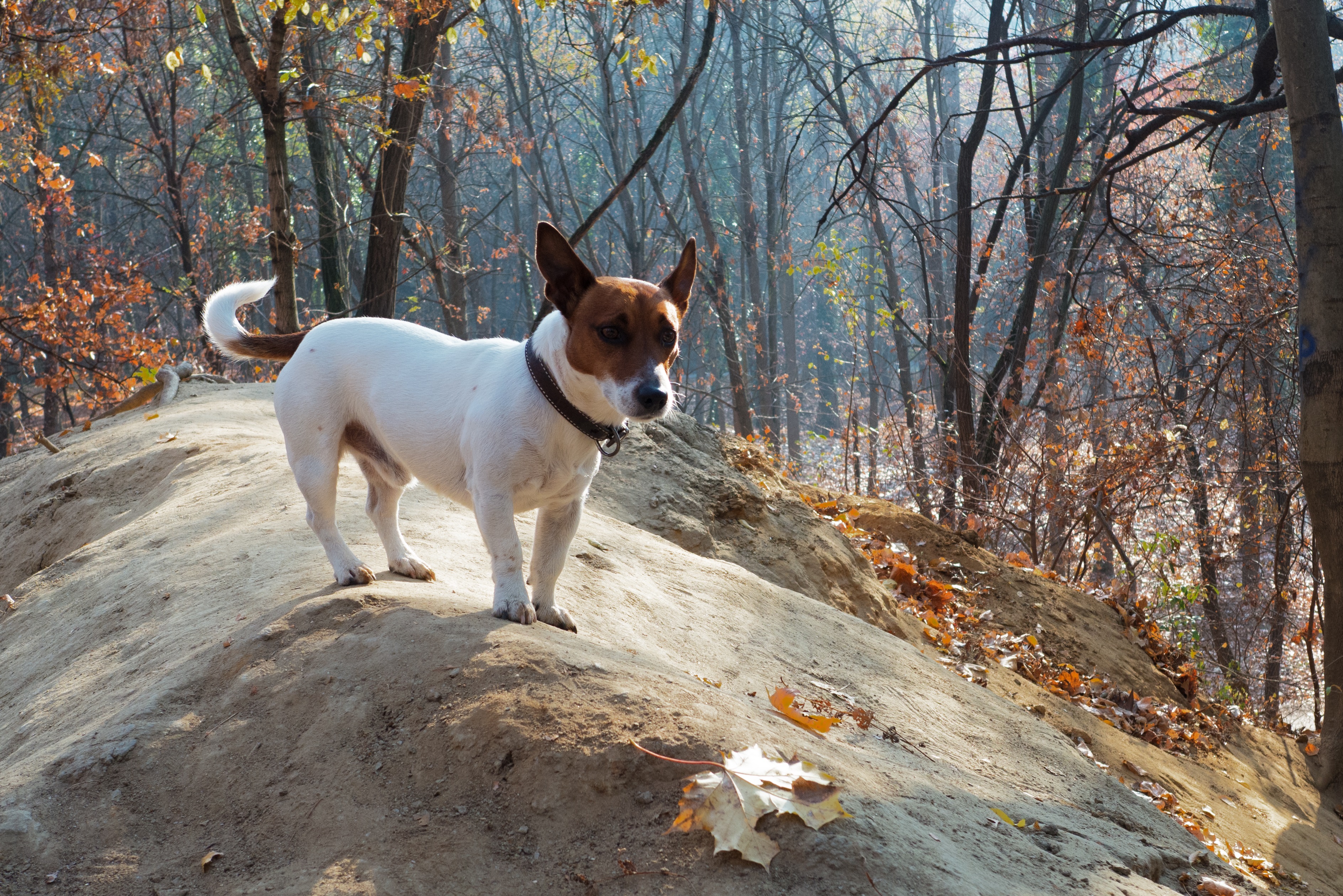 Jack Chi Mixed Dog Breed Pictures