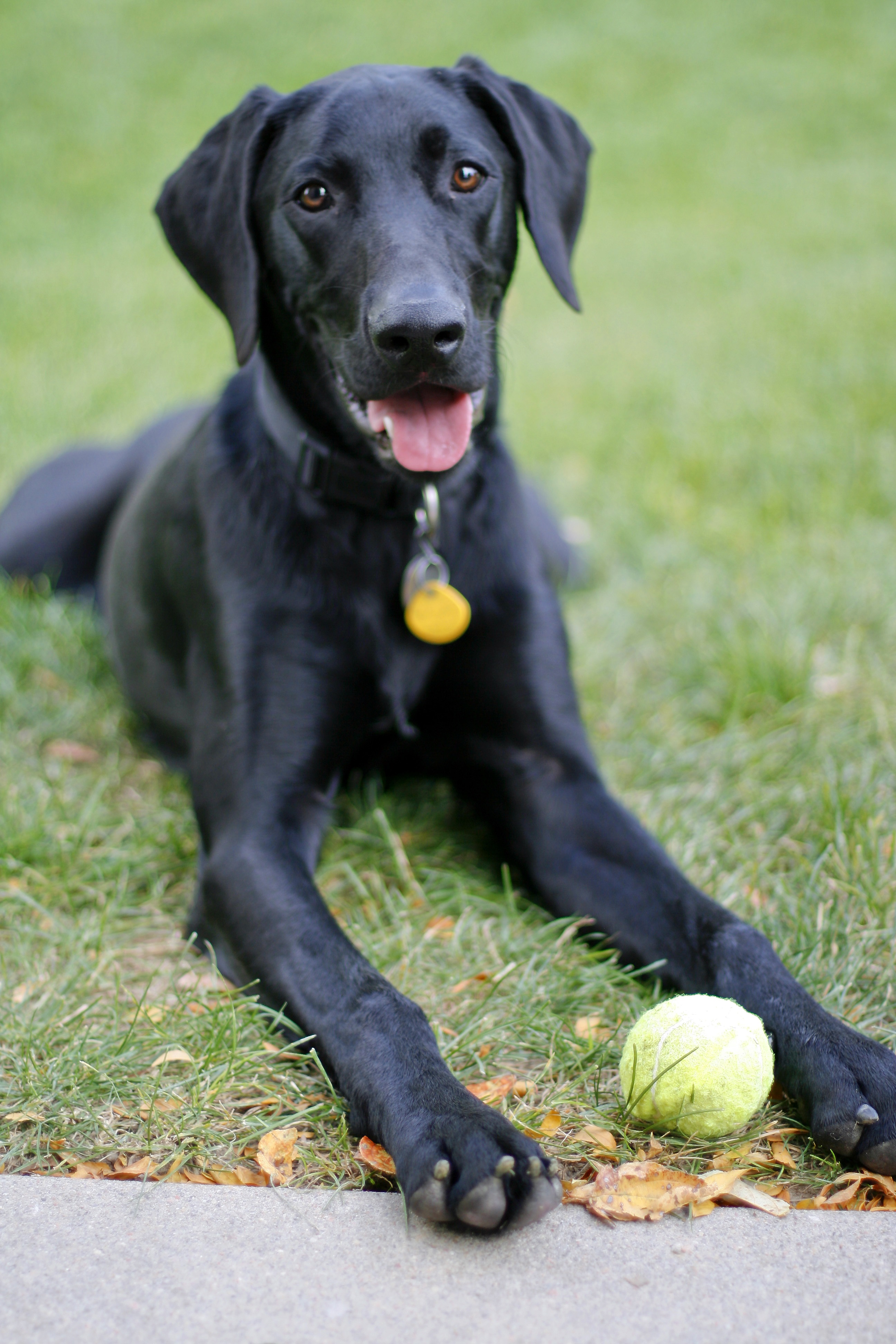 Labmaraner Mixed Dog Breed Pictures