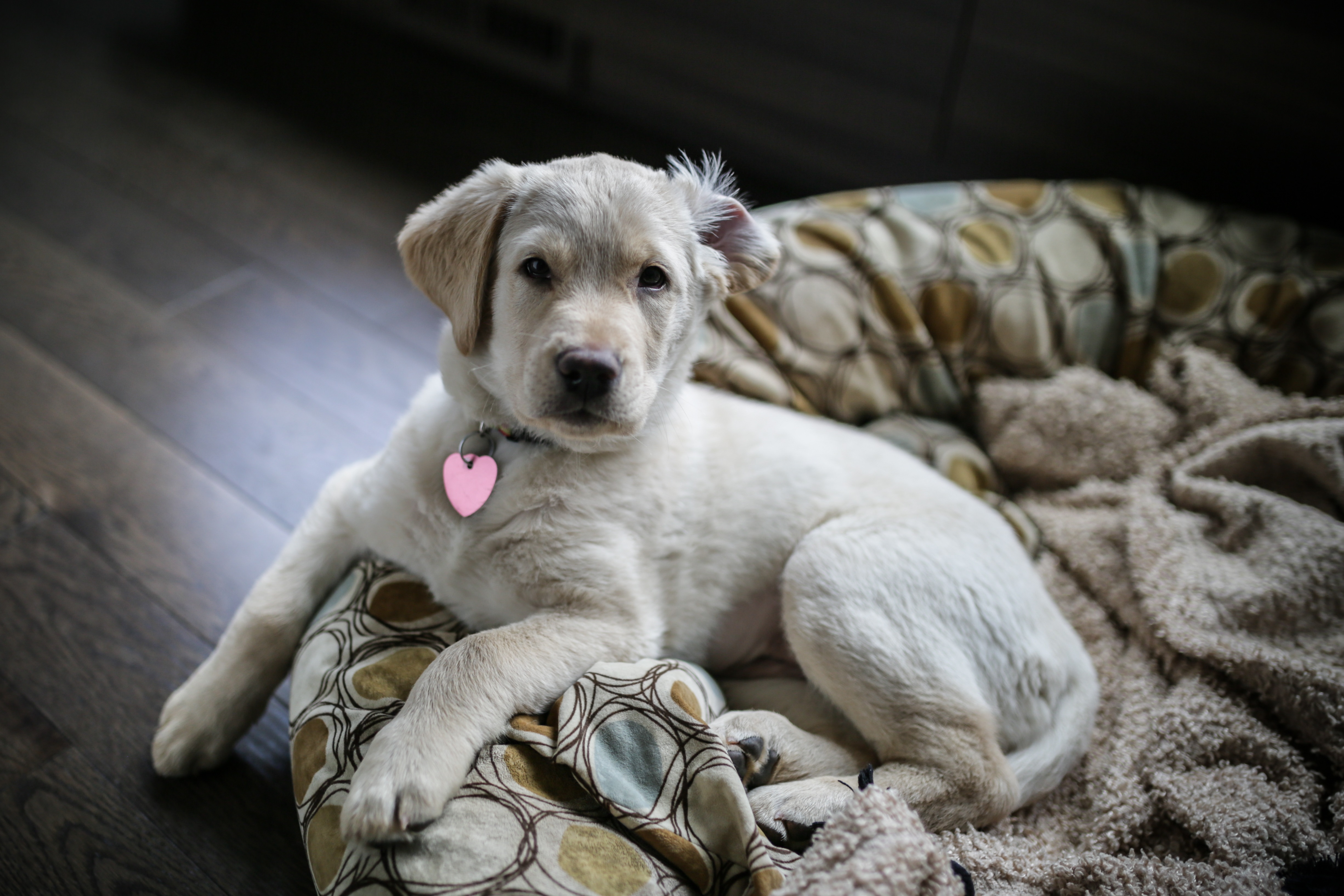 Labsky Mixed Dog Breed Pictures