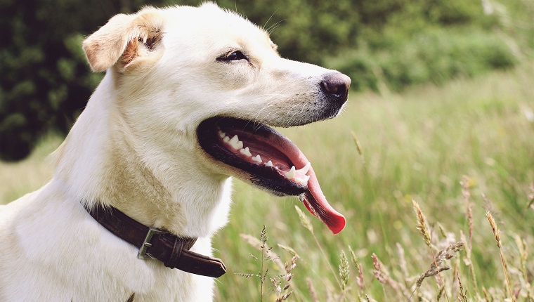 Labsky Mixed Dog Breed Pictures