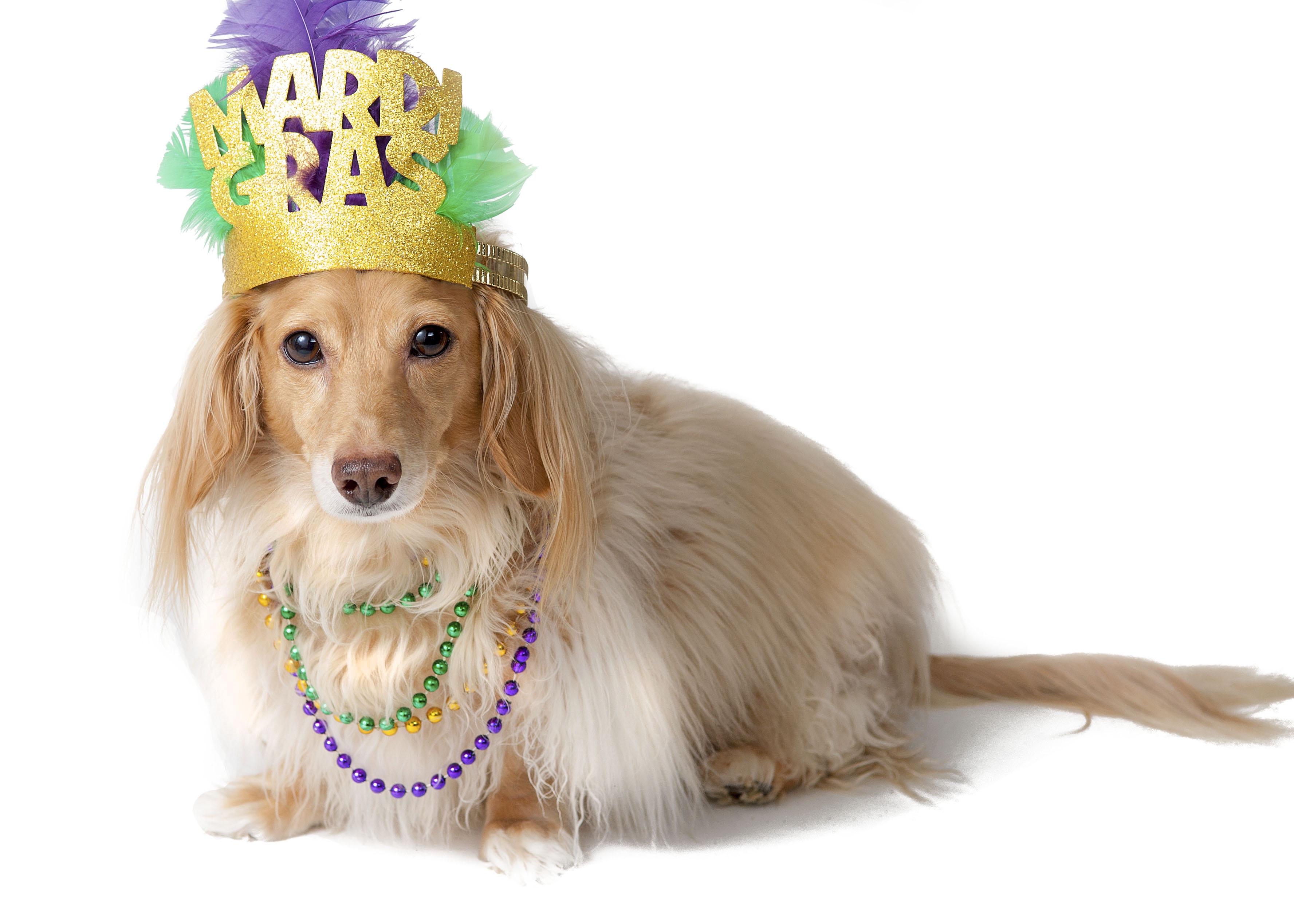 Mardi Gras Dogs!