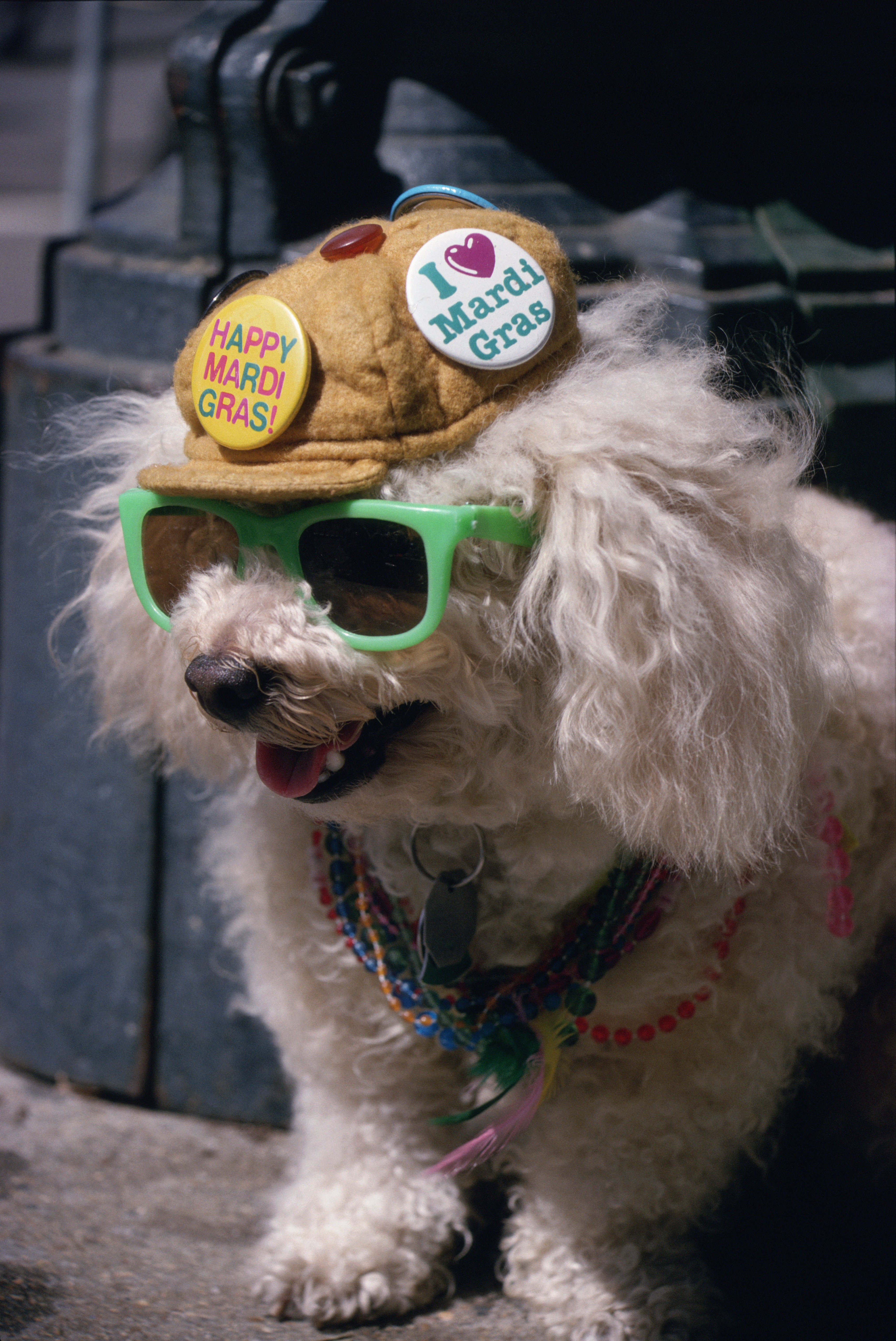 Mardi Gras Dogs!