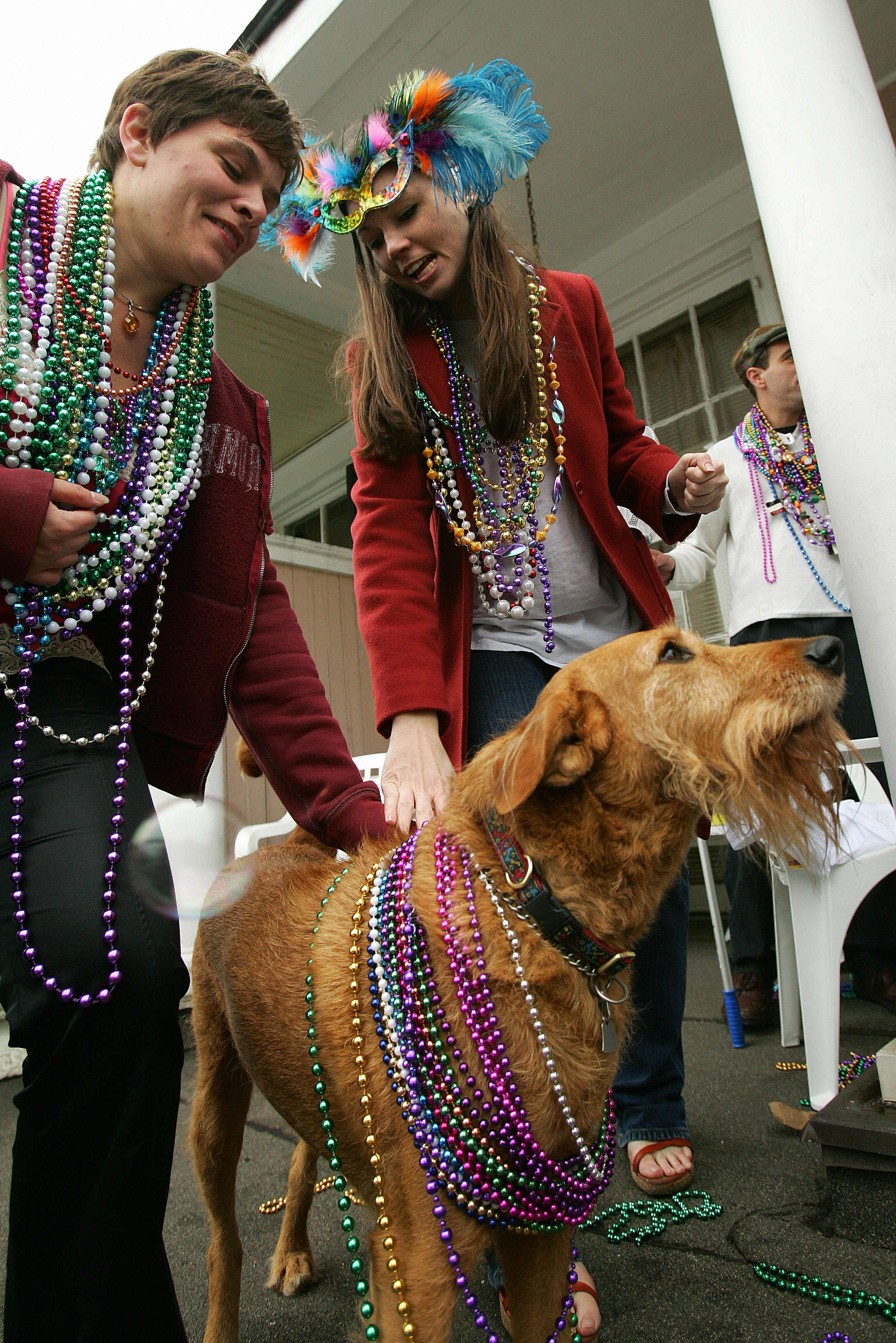 Mardi Gras Dogs!