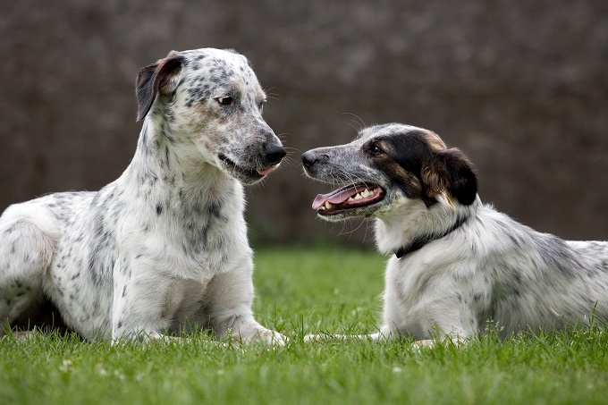 Have you heard about National Mutt Day?