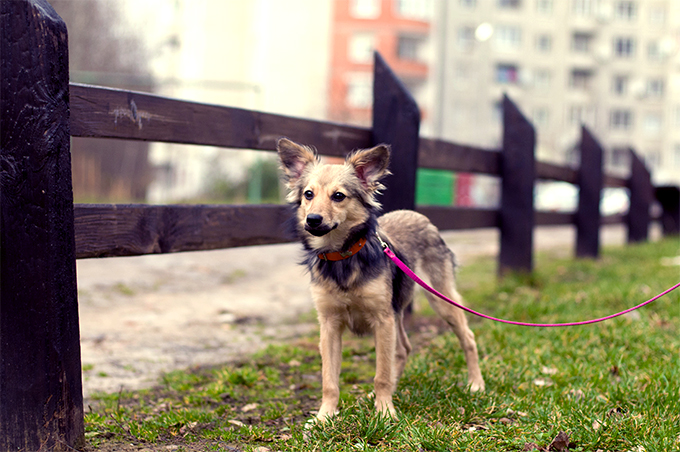 Mutt Dog Breed Picture