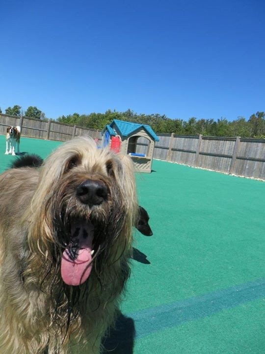 Dog Park Dog Daisy Form Buffalo Ny