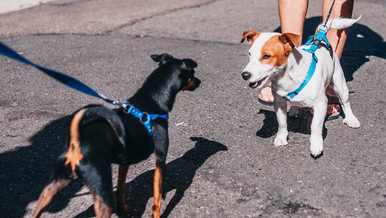 A Dog Who's Approachable And Happy