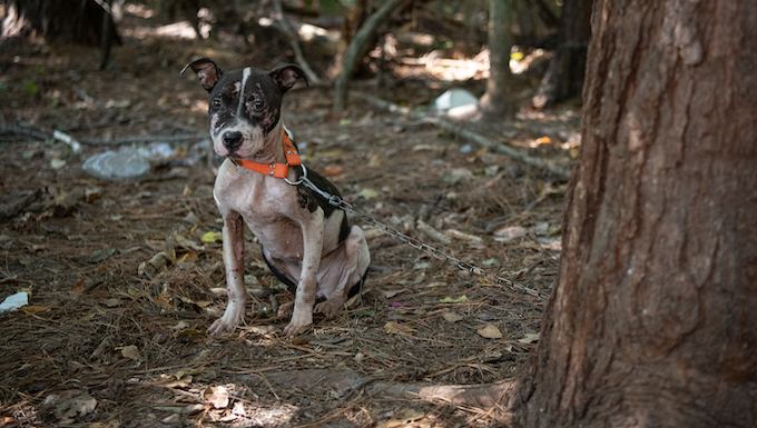 Dogs Rescued from Dogfighting Ring