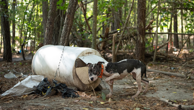 Dogs Rescued from Dogfighting Ring