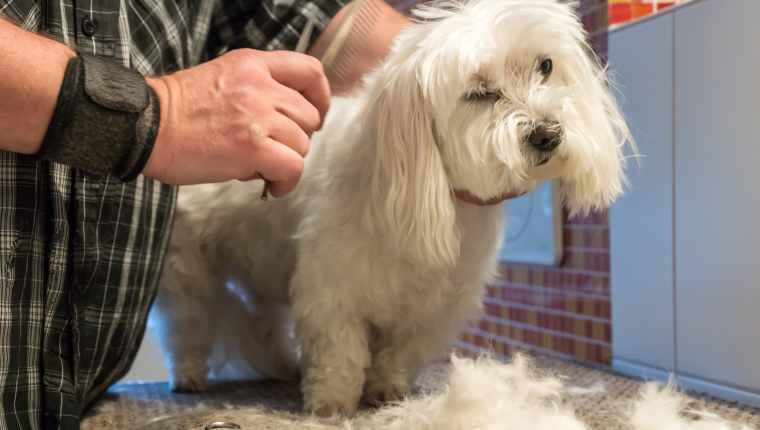 A Clean Dog Is A Happy Dog