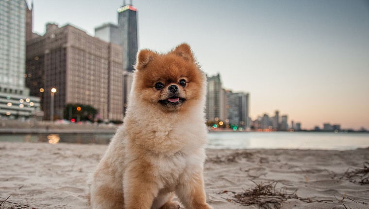 Pomeranian