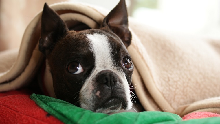 Boston Terrier