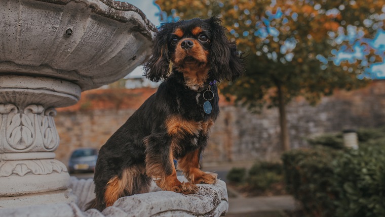 Cavalier King Charles Spaniel