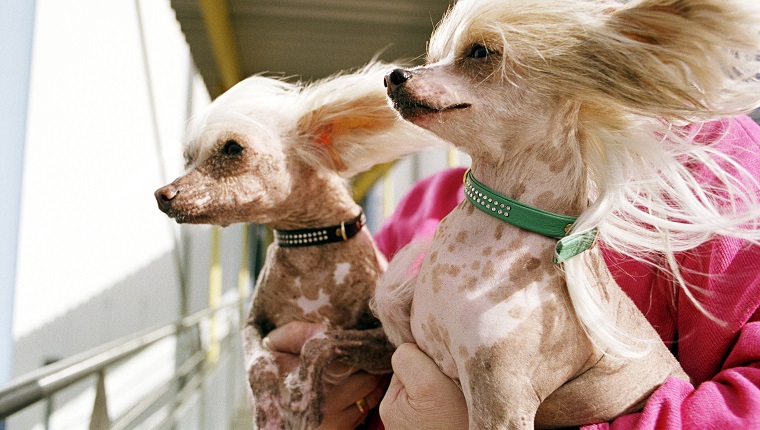 Chinese Crested