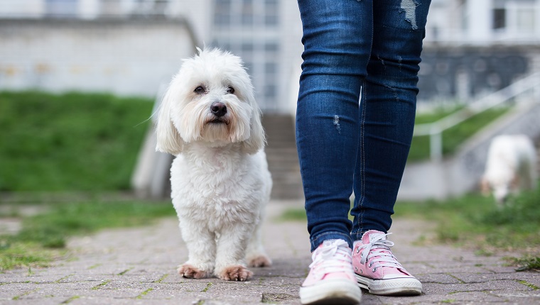 Coton de Tulear