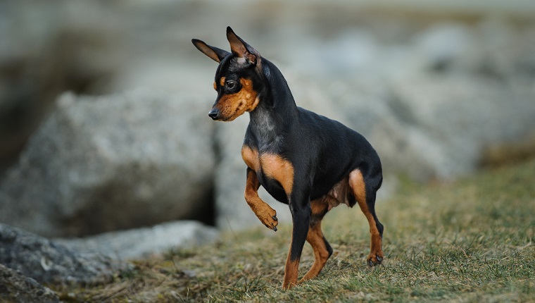 Miniature Pinscher