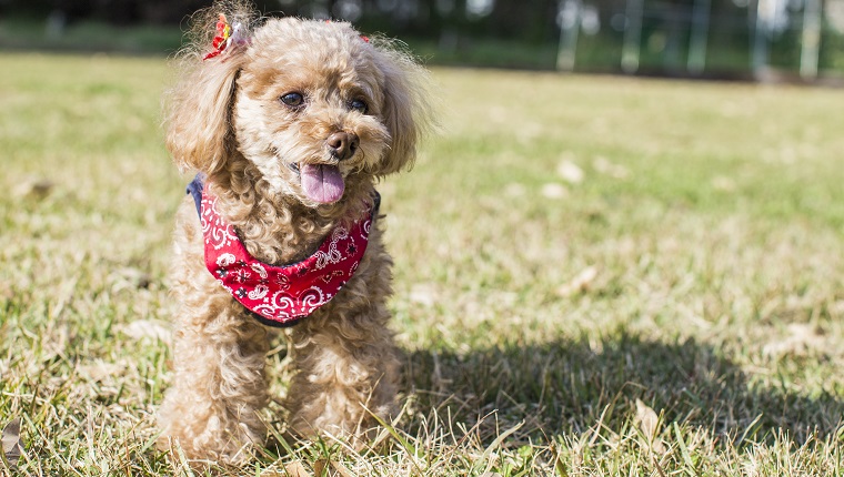 Toy Or Miniature Poodle