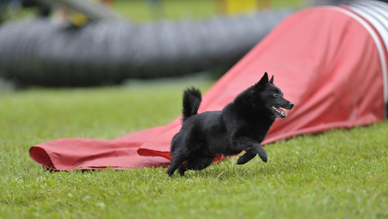 Schipperke