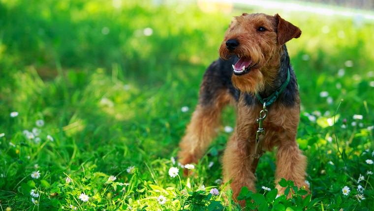 Welsh Terrier