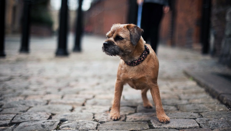 Border Terrier