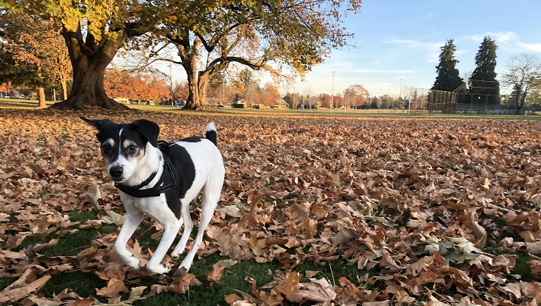 Fox Terrier