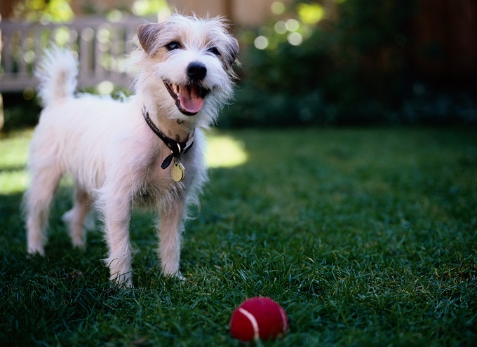 I brought it back for you! Throw it!