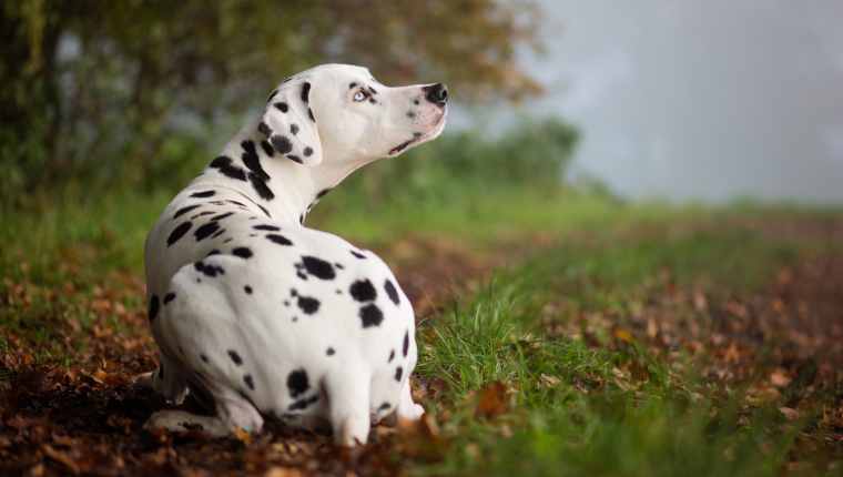 Dalmatian