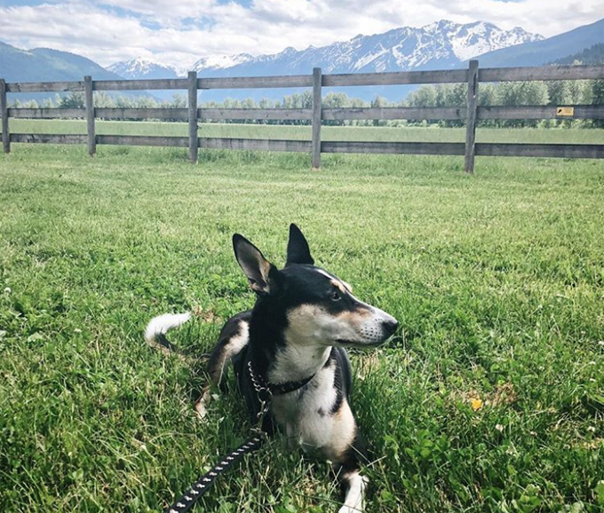 Take your dog to work day! 