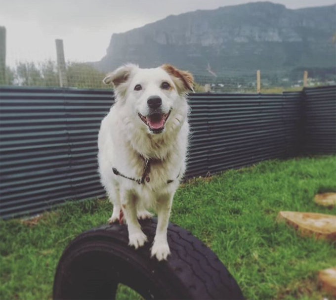 Take your dog to work day! 