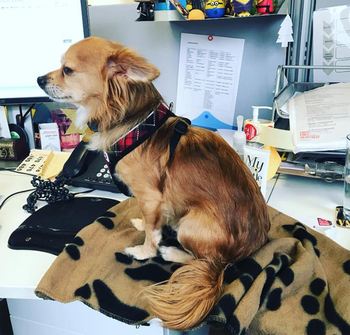 Take your dog to work day! 