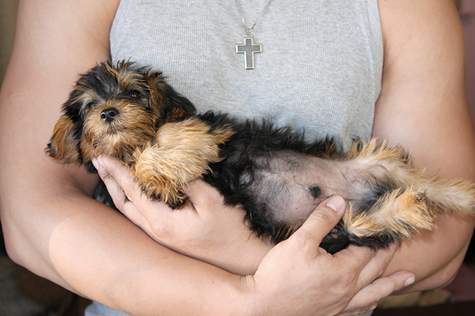 Teacup Yorkie Puppy