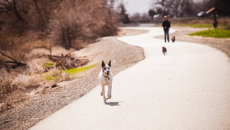 Walking Without A Leash