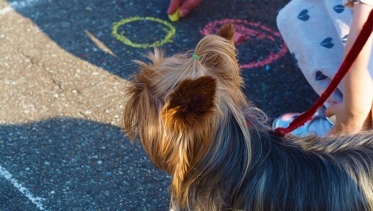 Knotted Or Torn Leashes