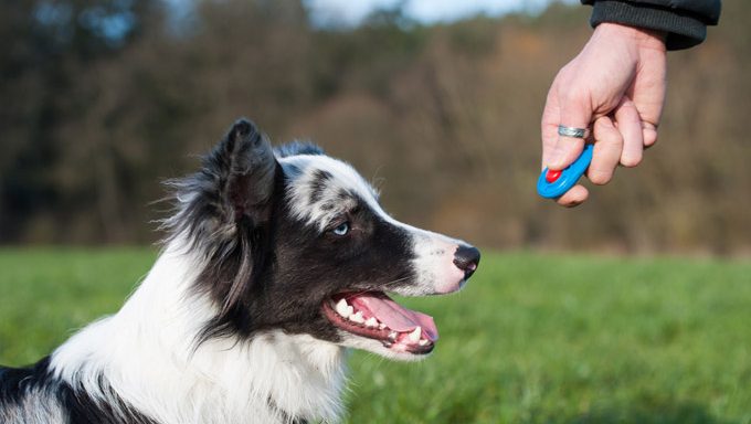 Training Clicker