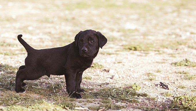 A Puppy's Need To Pee Takes Priority Over Yours