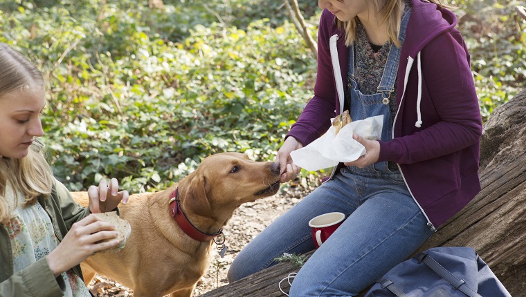 Bring Water & Food To Share With Your Pooch