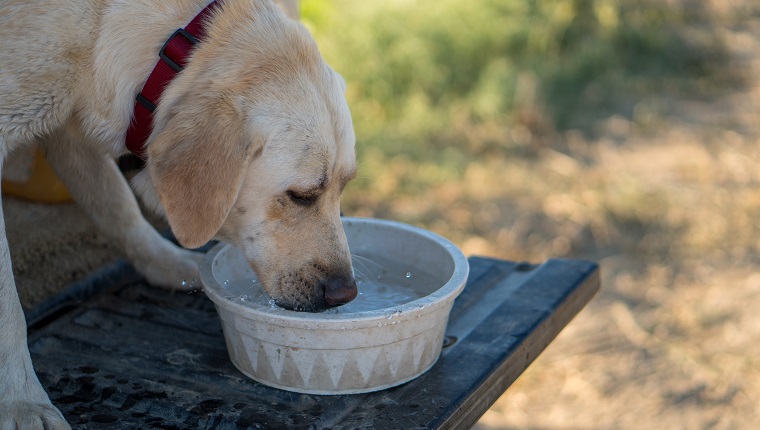 Keep Your Pup Cool & Hydrated