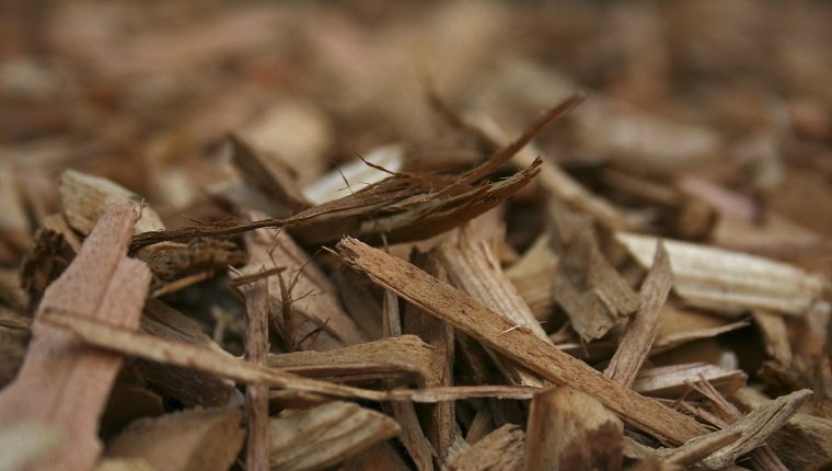 Cedar Chips