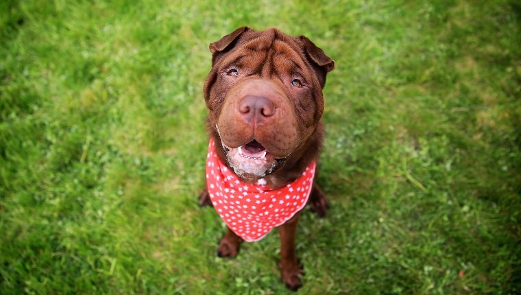 Homemade Flea Collars