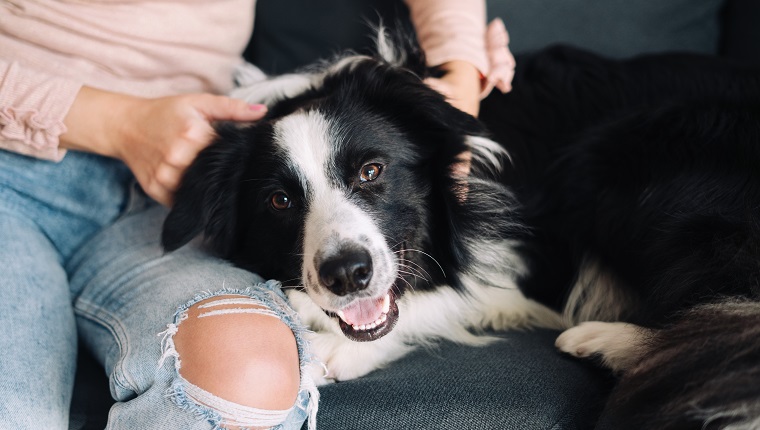 Pet Your Pooch