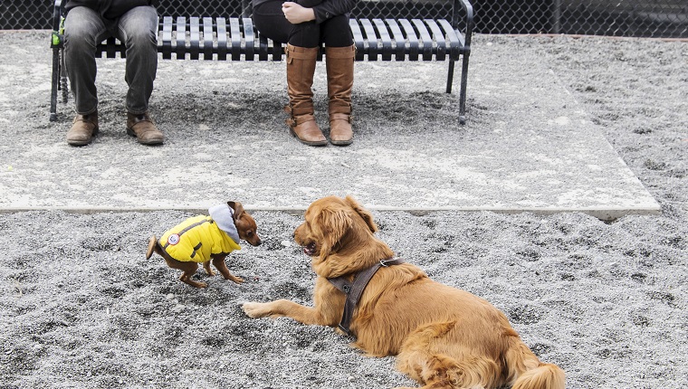 Head To The Dog Park Or Beach